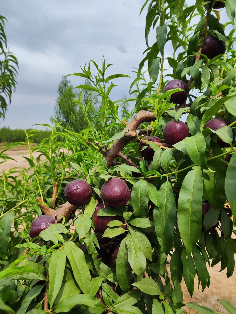 Интенсивный сад