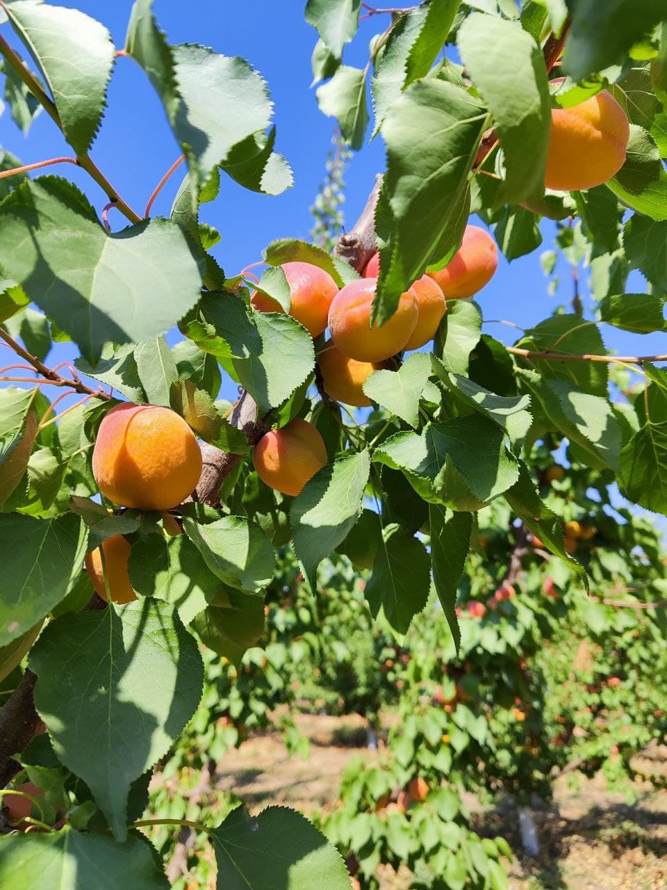 Свежие фрукты