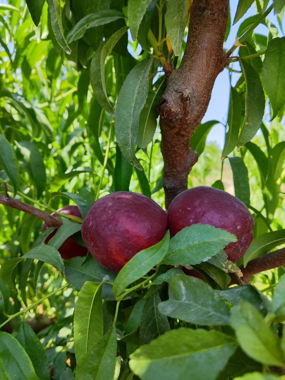 Спелые нектарины