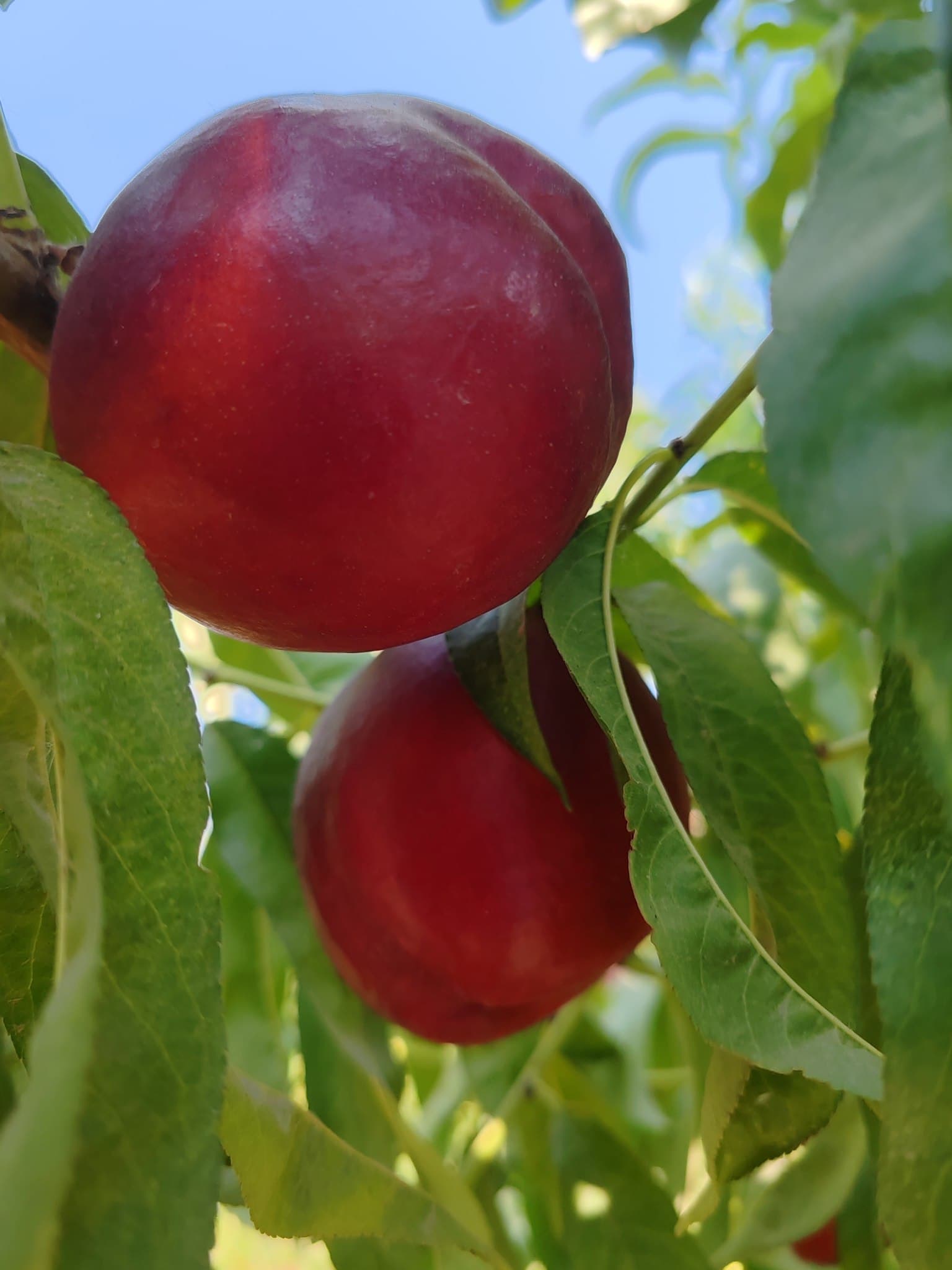 Качественные абрикосы